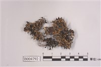 藏品(綿腹衣屬)的圖片